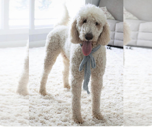 Father of the Goldendoodle puppies born on 06/17/2025