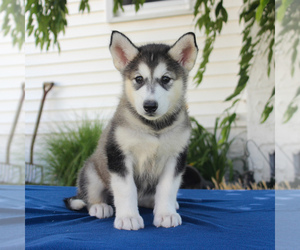 Alaskan Malamute Puppy for sale in GAP, PA, USA