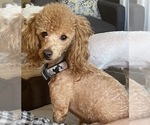 Small Photo #1 Maltipoo (Toy) Puppy For Sale in ALEXANDRIA, VA, USA
