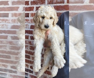 Goldendoodle-Poodle (Standard) Mix Puppy for sale in FORT SMITH, AR, USA