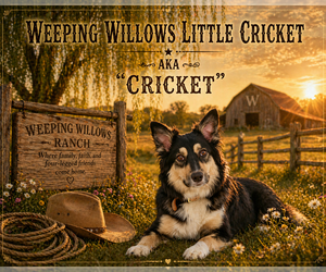 Mother of the Australian Shepherd puppies born on 03/20/2026