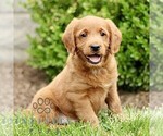Small #3 Miniature Labradoodle