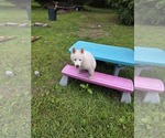 Small #2 Siberian Husky