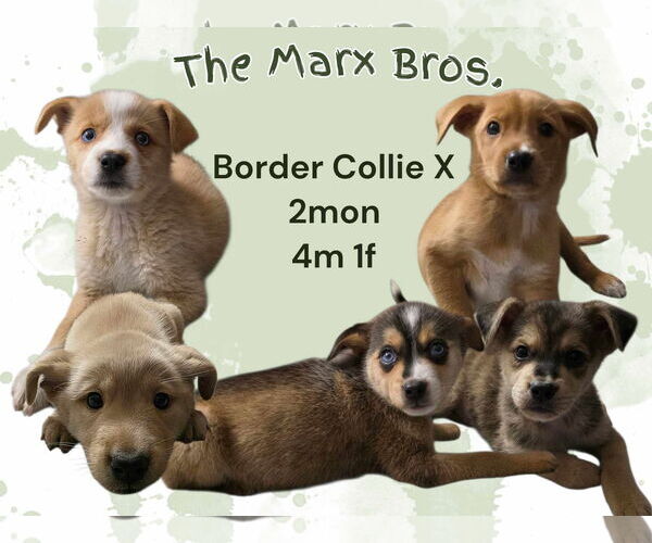 Medium Photo #1 Border Collie-Unknown Mix Puppy For Sale in Anchorage, AK, USA