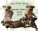 Small Border Collie Mix