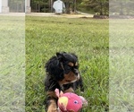 Small #4 Cavalier King Charles Spaniel