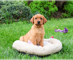 Small #7 Labrador Retriever