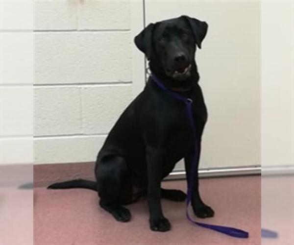 Medium Photo #1 Labrador Retriever Puppy For Sale in Ogden, UT, USA