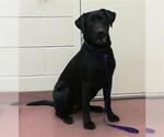Small Labrador Retriever