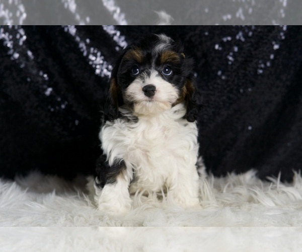Medium Photo #7 Cavapoo Puppy For Sale in WARSAW, IN, USA