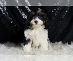 Small #6 Cavapoo