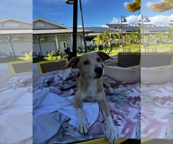 Medium Photo #1 Labrador Retriever-Unknown Mix Puppy For Sale in Woodland, CA, USA