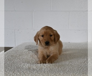 Golden Retriever Puppy for sale in MILLERSBURG, OH, USA