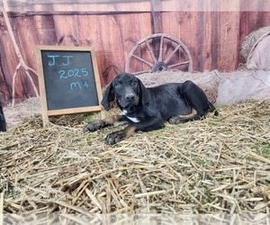 Catahoula Leopard Dog Puppy for sale in CUMBY, TX, USA