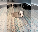 Puppy Blue Cardigan Welsh Corgi