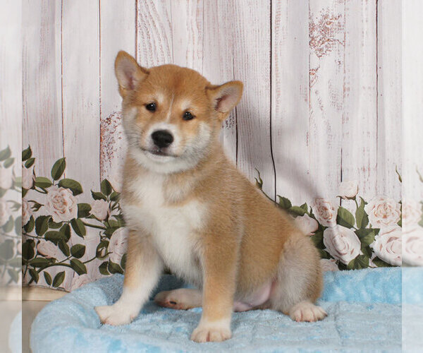 Medium Photo #2 Shiba Inu Puppy For Sale in PENNS CREEK, PA, USA