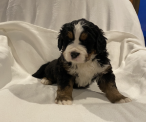 Bernese Mountain Dog Puppy for sale in CONNELLSVILLE, PA, USA