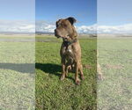 Small #3 Labrador Retriever-Staffordshire Bull Terrier Mix