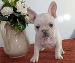 Small Photo #5 French Bulldog Puppy For Sale in GOSHEN, IN, USA