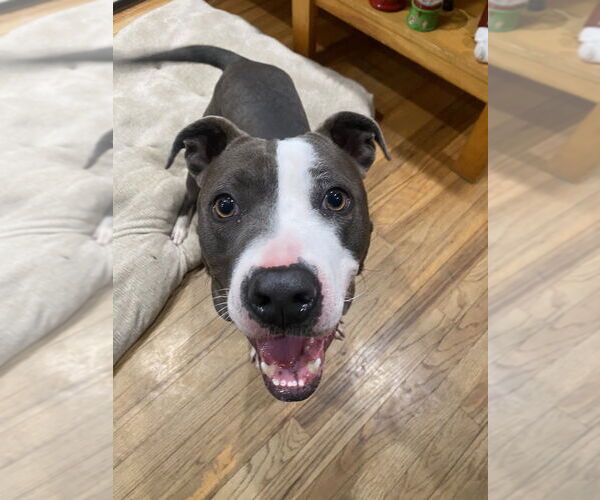 Medium Photo #4 American Pit Bull Terrier-American Staffordshire Terrier Mix Puppy For Sale in Brewster, NY, USA
