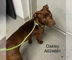 Small Labrador Retriever Mix