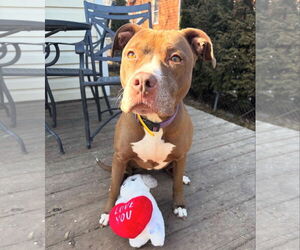 American Pit Bull Terrier-American Staffordshire Terrier Mix Dogs for adoption in Techny, IL, USA