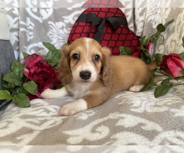 Medium Photo #2 Dachshund Puppy For Sale in SHILOH, OH, USA