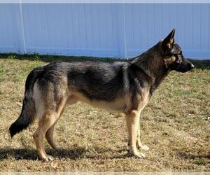Father of the German Shepherd Dog puppies born on 09/28/2022