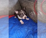 Small Photo #2 Chihuahua Puppy For Sale in NEWPORT NEWS, VA, USA