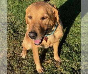 Labrador Retriever Dogs for adoption in San Diego, CA, USA