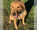 Small Labrador Retriever