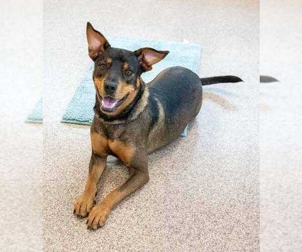 Medium Photo #5 Rottweiler-Unknown Mix Puppy For Sale in Kennesaw, GA, USA