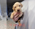 Small Photo #1 Labrador Retriever Puppy For Sale in KATHLEEN, GA, USA