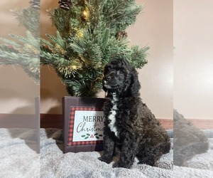 Poodle (Miniature) Puppy for sale in WALHONDING, OH, USA