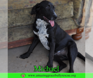 Pointer-Unknown Mix Dogs for adoption in Pensacola, FL, USA