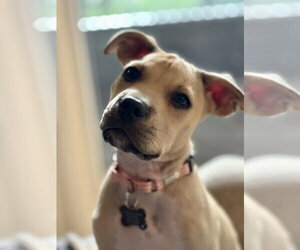 Mutt Dogs for adoption in Rockaway, NJ, USA