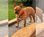 Small Photo #1 French Bulldog Puppy For Sale in PRINCETON, WV, USA