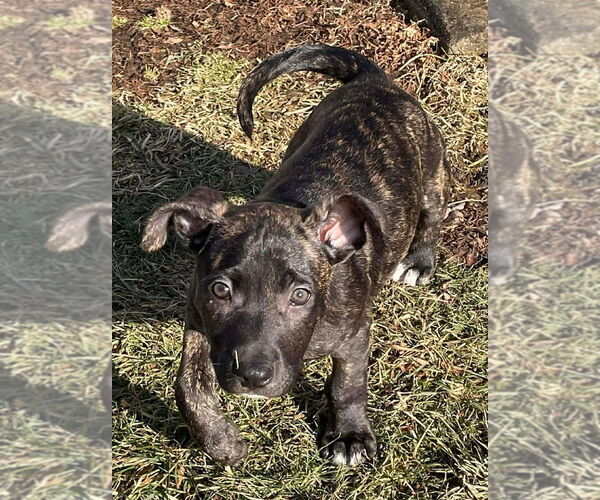 Medium Photo #8 American Staffordshire Terrier-Unknown Mix Puppy For Sale in Wenonah, NJ, USA