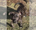 Small #7 American Staffordshire Terrier Mix