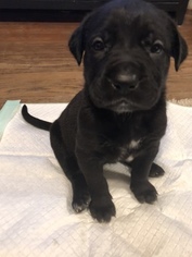 Cane Corso-German Shepherd Dog Mix Puppy for sale in FLORESVILLE, TX, USA