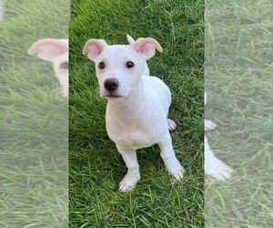 Medium American Pit Bull Terrier-American Staffordshire Terrier Mix