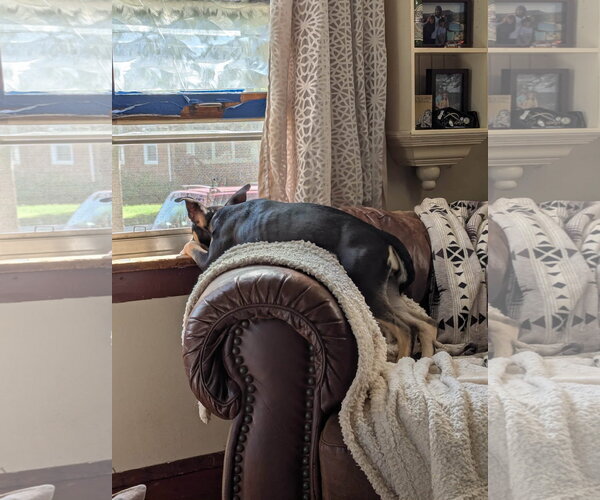 Medium Photo #5 Labrador Retriever-Unknown Mix Puppy For Sale in St. Louis Park, MN, USA