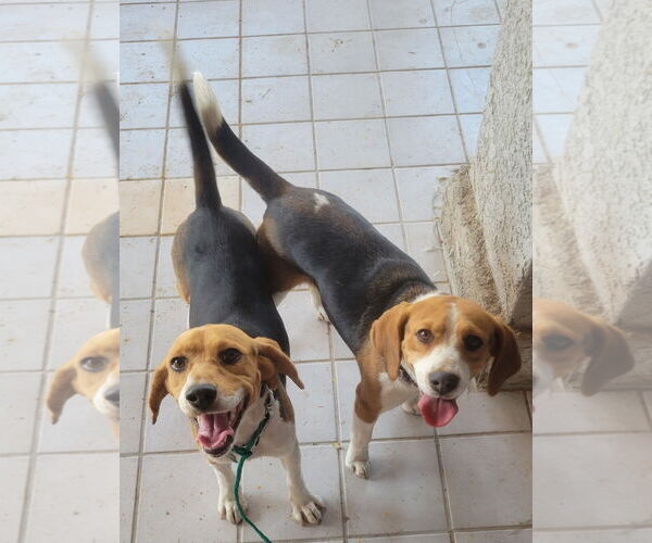Medium Photo #2 Beagle Puppy For Sale in Las Vegas, NV, USA
