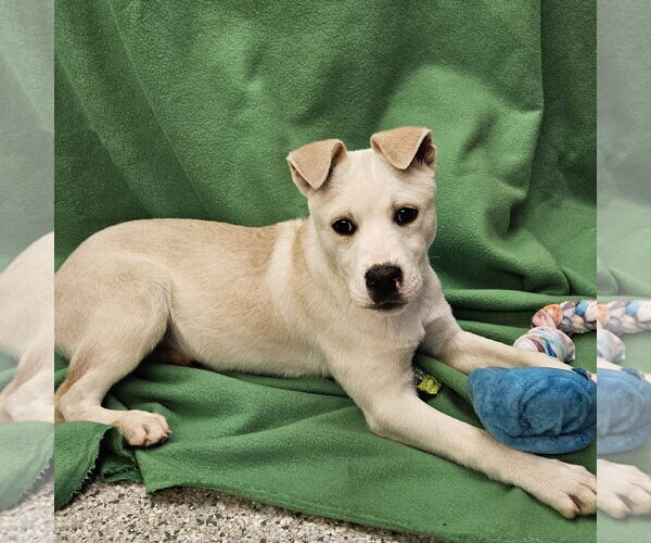 Medium Photo #2 Mutt Puppy For Sale in Salt Lake City, UT, USA