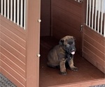 Small #5 Belgian Malinois