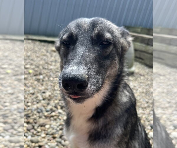 Medium Photo #7 German Shepherd Dog-Unknown Mix Puppy For Sale in Woodsfield, OH, USA