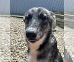 Small #6 German Shepherd Dog Mix