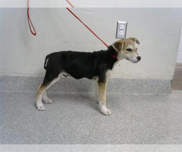 Medium Photo #1 German Shepherd Dog-Unknown Mix Puppy For Sale in Pasadena, TX, USA