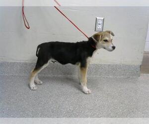 German Shepherd Dog-Unknown Mix Dogs for adoption in Pasadena, TX, USA