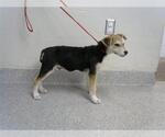Small German Shepherd Dog Mix